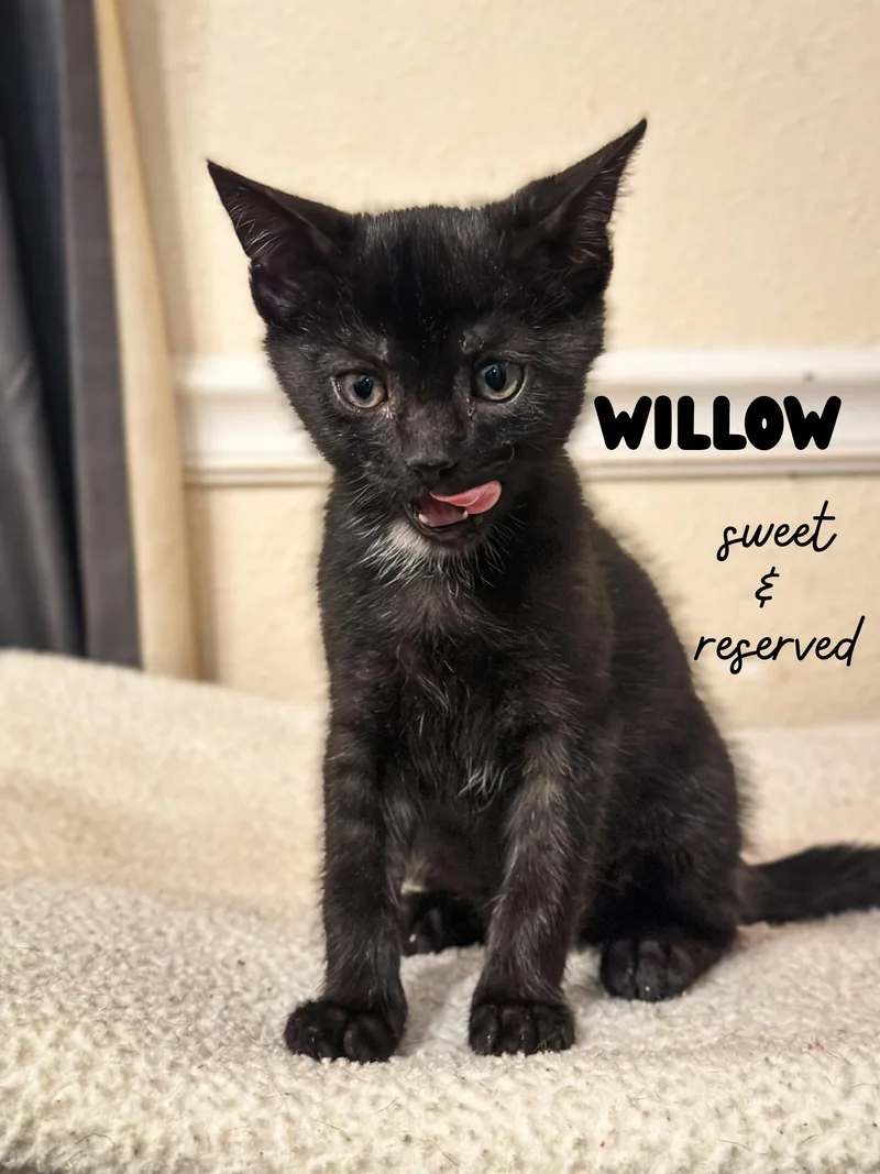 A baby medium-sized male Black Domestic Short Hair cat named Willow for adoption in Sonora, CA