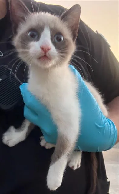 A baby small-sized female Siamese cat named Shia for adoption in San Antonio, TX