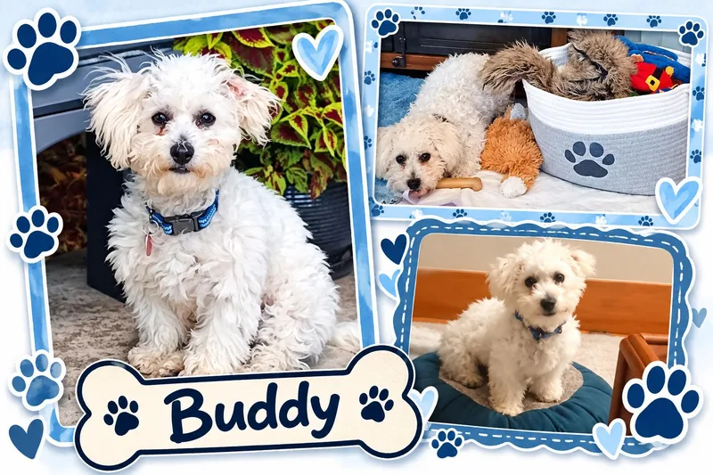 A young small-sized male Bichon Frise dog named Buddy Colorado for adoption in Tulsa, OK