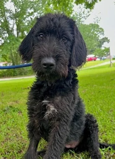 Pup Graceful thumbnail 2