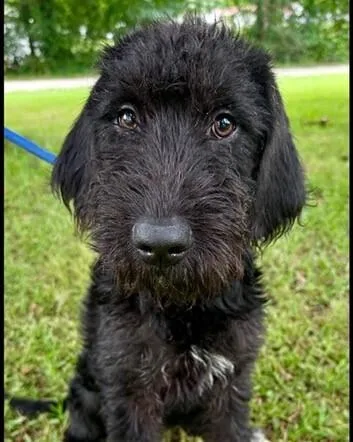 Pup Graceful thumbnail 3