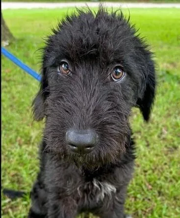 Pup Graceful thumbnail 4