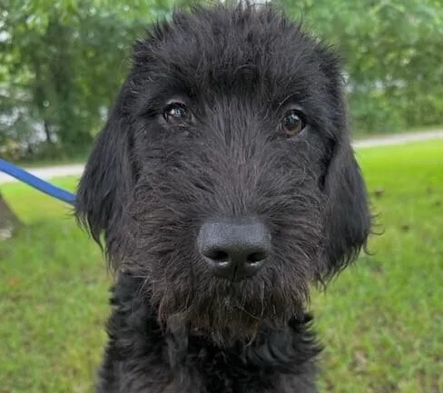 Pup Graceful thumbnail 5