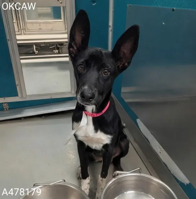 An adult medium-sized female Pharaoh Hound dog named Neferet for adoption in Oklahoma City, OK