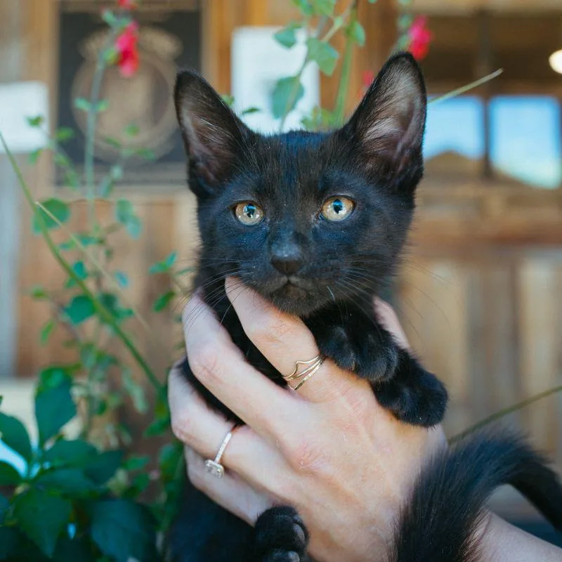 A baby medium-sized male Domestic Short Hair cat named Shark for adoption in Jackson, WY