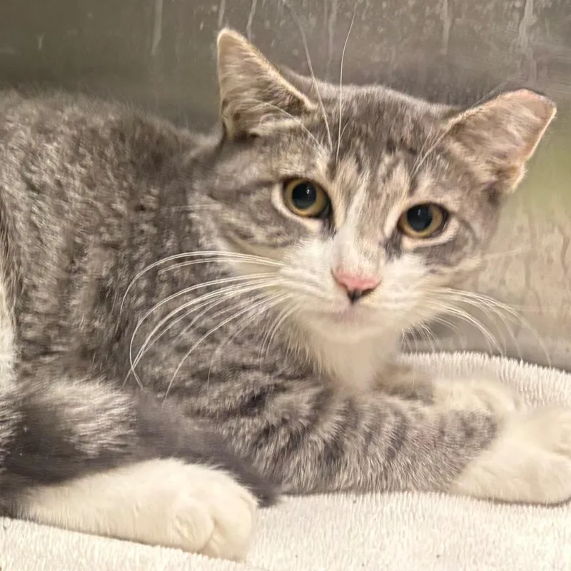A baby small-sized female Gray / Blue / Silver Domestic Short Hair cat named Chili Pepper for adoption in East Hanover, NJ