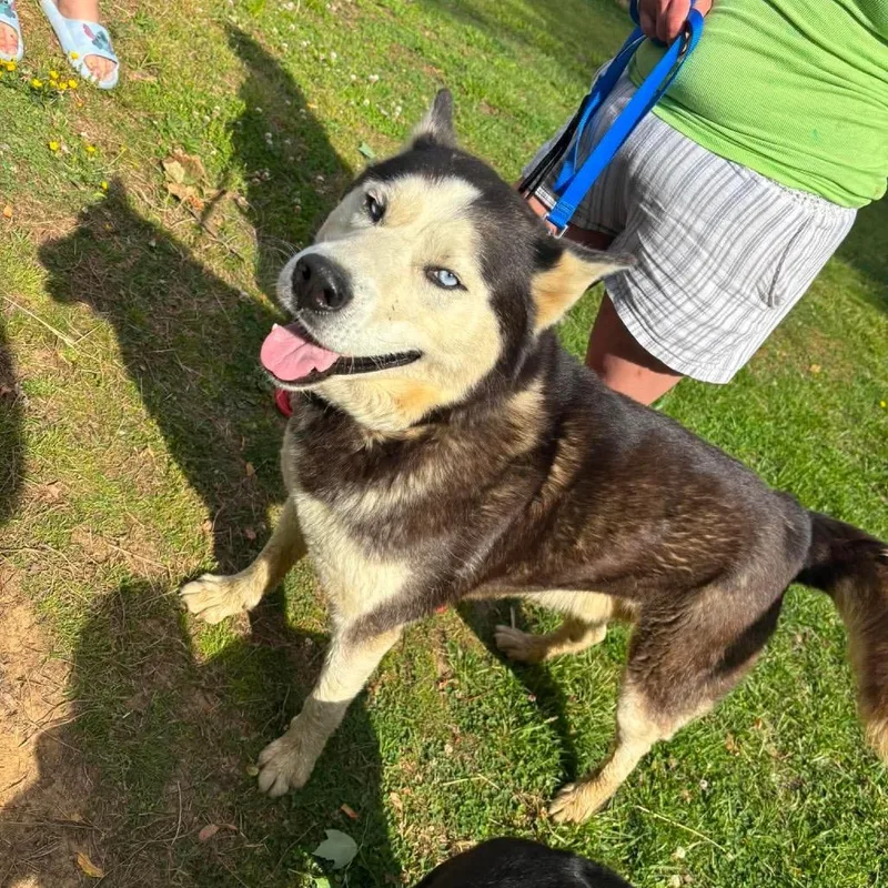 An adult large-sized male Husky dog named Beans for adoption in Corbin, KY