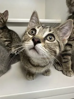 A baby small-sized male Domestic Short Hair cat named Prince Humperdinck for adoption in Traverse City, MI