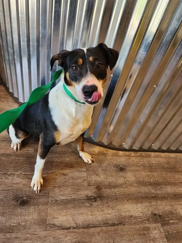 A young medium-sized female Tricolor (Brown, Black, & White) Beagle dog named Sophie for adoption in Troy, AL