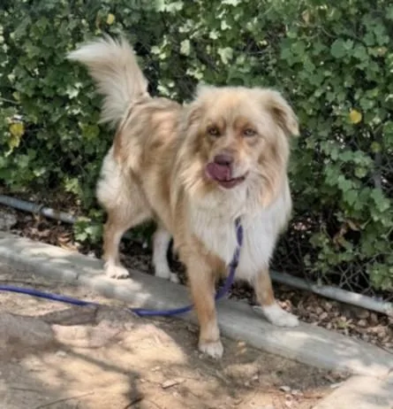 A young medium-sized male Australian Shepherd dog named Chocmil for adoption in Chatsworth, CA