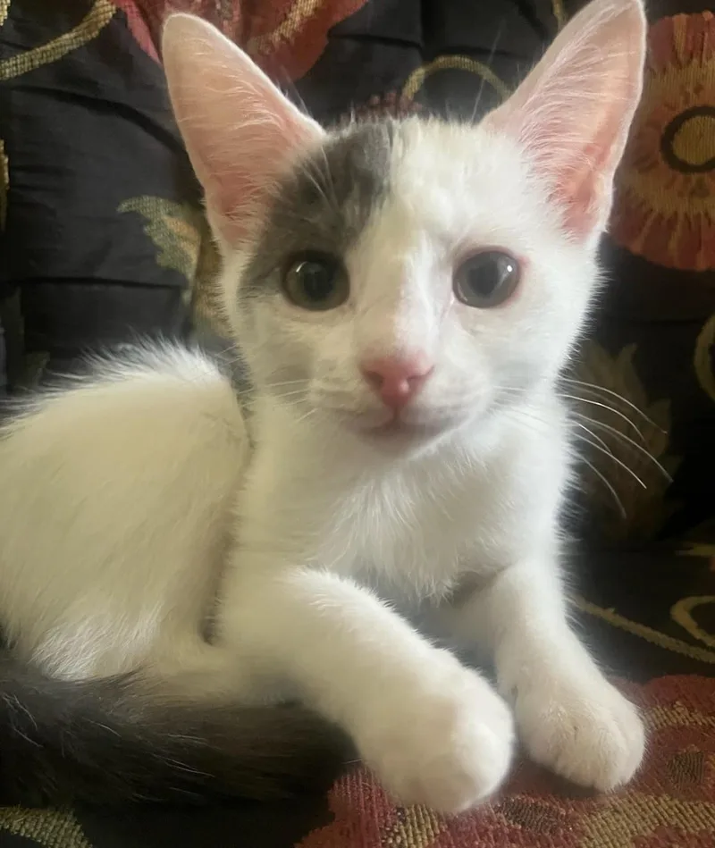 A baby small-sized male White Domestic Short Hair cat named Antonio Banderas for adoption in Beckley, WV