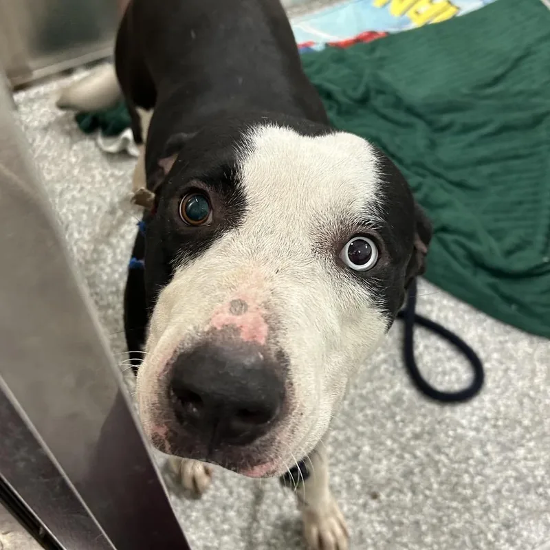 An adult medium-sized male Black Mixed Breed dog named Maverick for adoption in Jupiter, FL