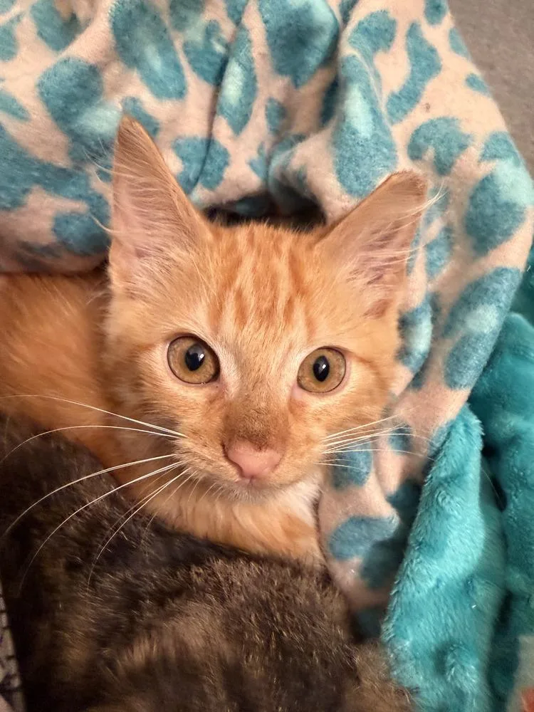 A baby small-sized male Domestic Short Hair cat named Cheddar for adoption in Saint Augustine, FL