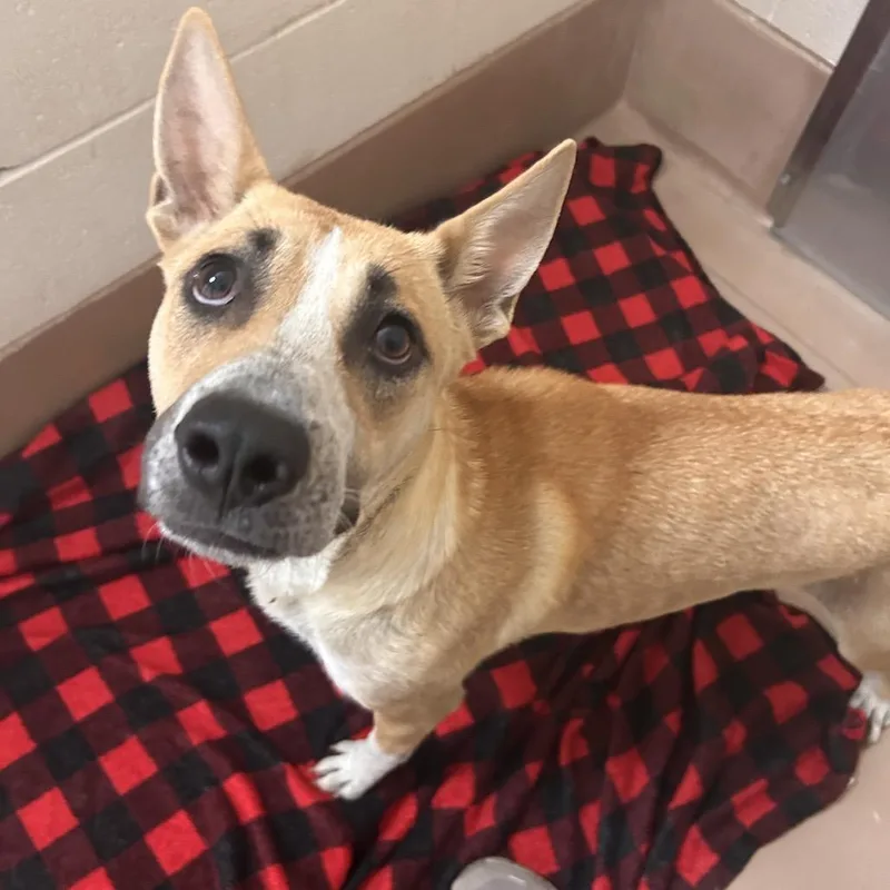 A young medium-sized female Yellow / Tan / Blond / Fawn Mixed Breed dog named Moon for adoption in Reno, NV