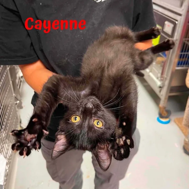 A baby small-sized male Black Domestic Medium Hair cat named Cayenne for adoption in Oak Ridge, TN
