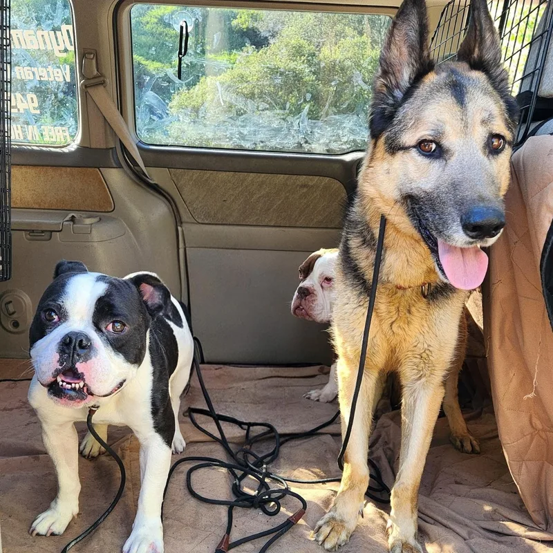 A young medium-sized male White / Cream English Bulldog dog named Marty for adoption in Placentia, CA