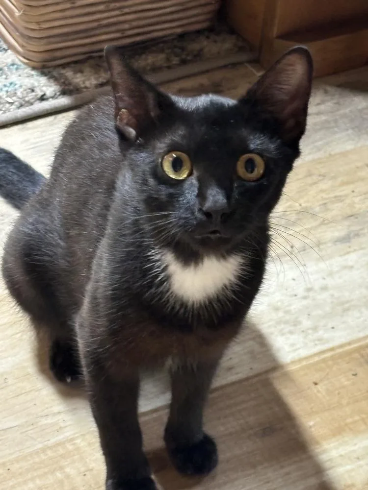 An adult small-sized female Black & White / Tuxedo Domestic Short Hair cat named Petunia for adoption in Salisbury, NC