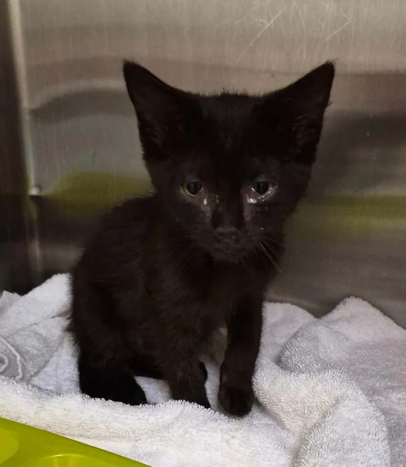 A baby medium-sized female Domestic Short Hair cat named Squeaks for adoption in Christiansburg, VA