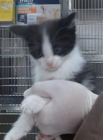 A baby small-sized male Domestic Short Hair cat named Dusty for adoption in Salinas, CA