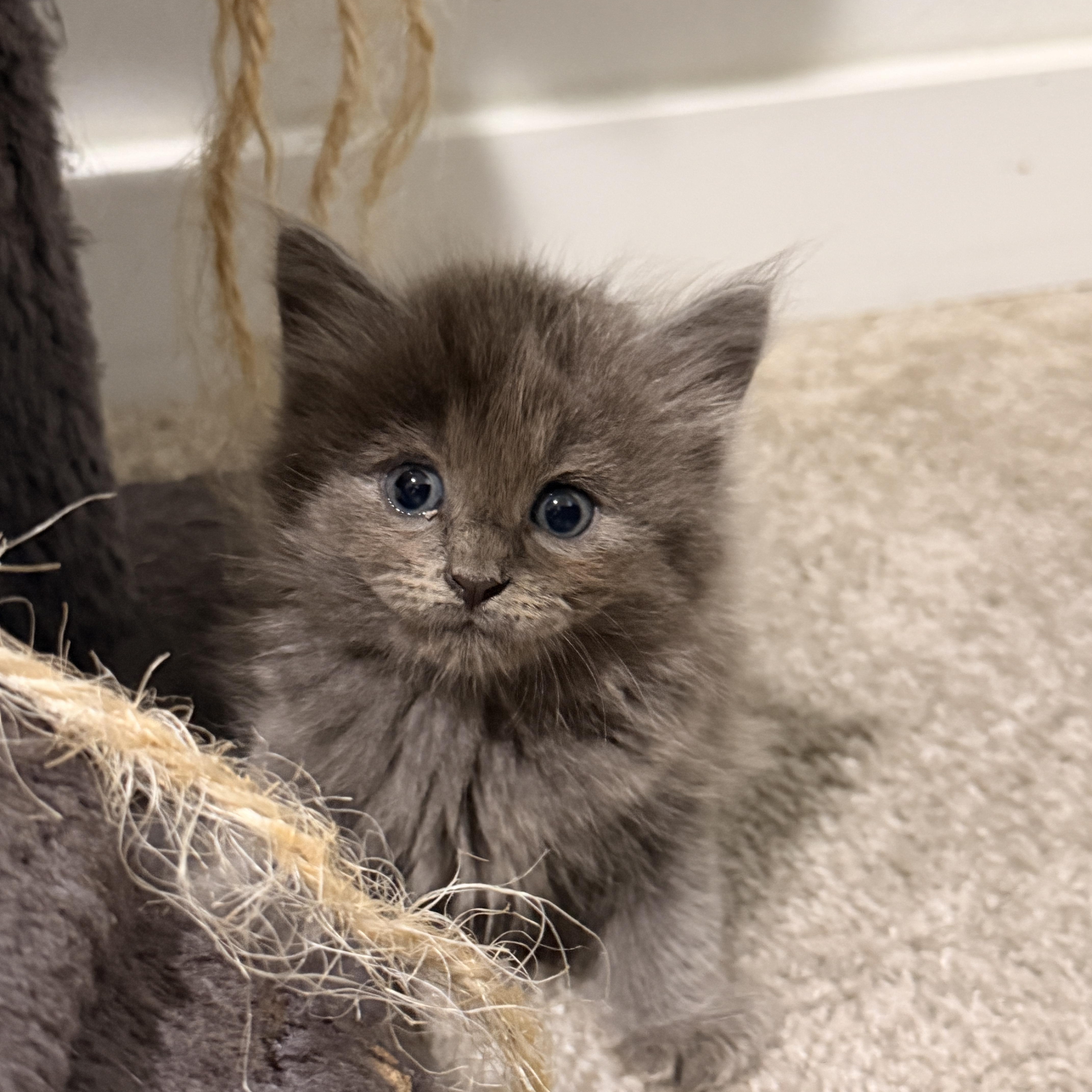 A baby medium-sized male Domestic Long Hair cat named Sterling for adoption in Baytown, TX