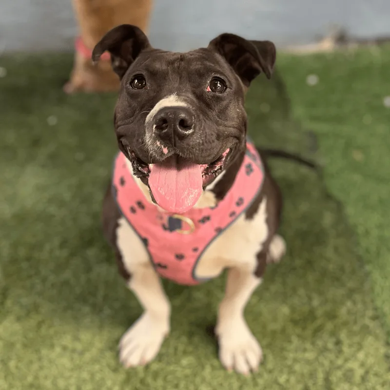 A young medium-sized female Black Terrier dog named Sweet Potato for adoption in Carlsbad, CA