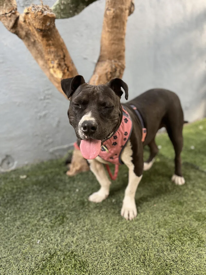 Sweet Potato thumbnail 6