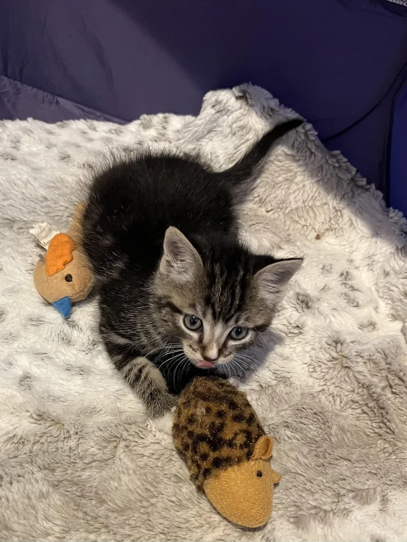 A baby small-sized male Tabby (Buff / Tan / Fawn) Domestic Short Hair cat named Babe for adoption in Manorville, NY