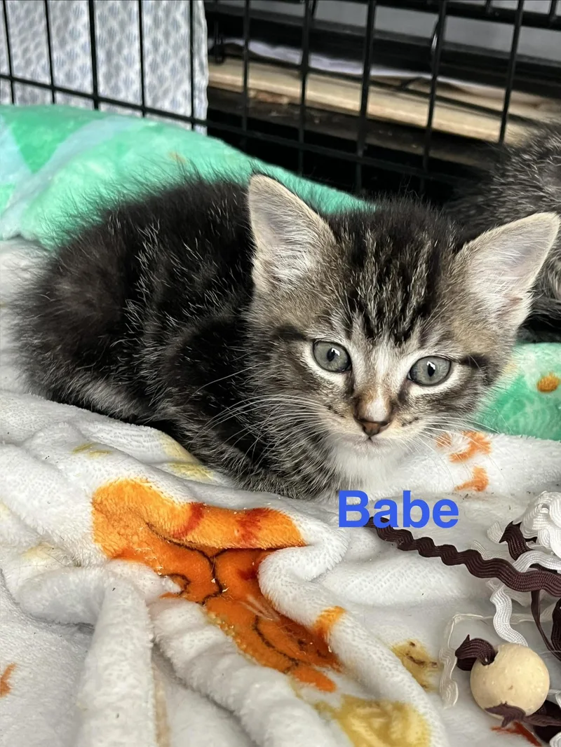 Babe thumbnail 3