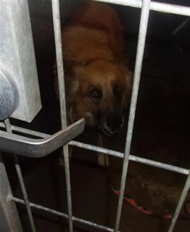 An adult large-sized female German Shepherd Dog dog named Phoebe for adoption in Van Nuys, CA