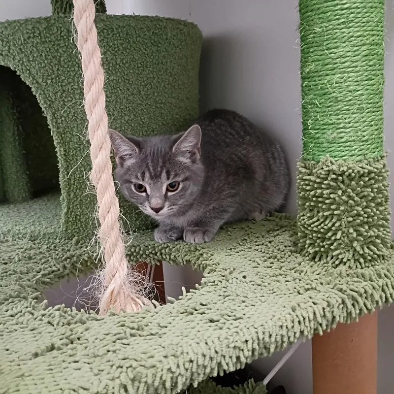 A baby small-sized female Domestic Short Hair cat named Ainsley for adoption in Muncie, IN