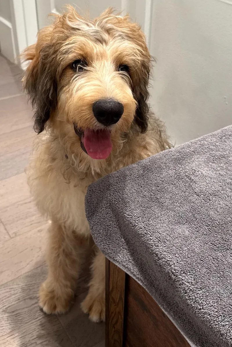 A baby medium-sized male Sable Bernadoodle dog named Truffles for adoption in Wrightstown, NJ