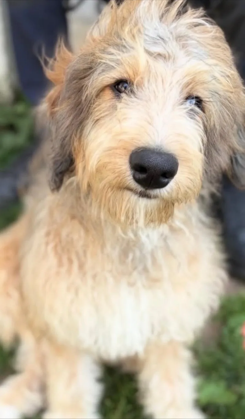 Truffles thumbnail 5
