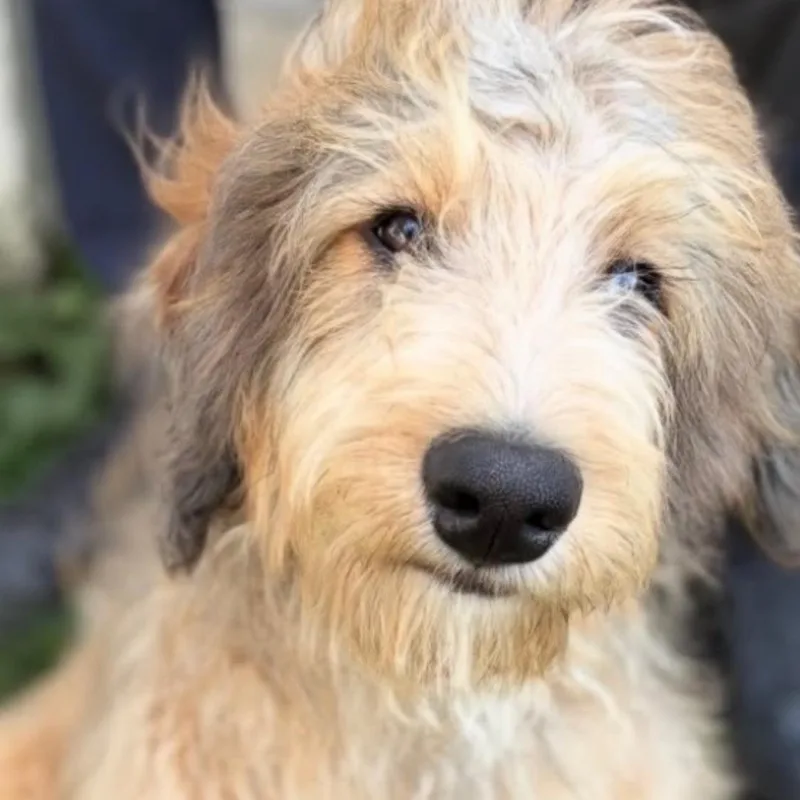 Truffles thumbnail 6