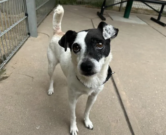 An adult small-sized male Parson Russell Terrier dog named Malcolm for adoption in Martinez, CA