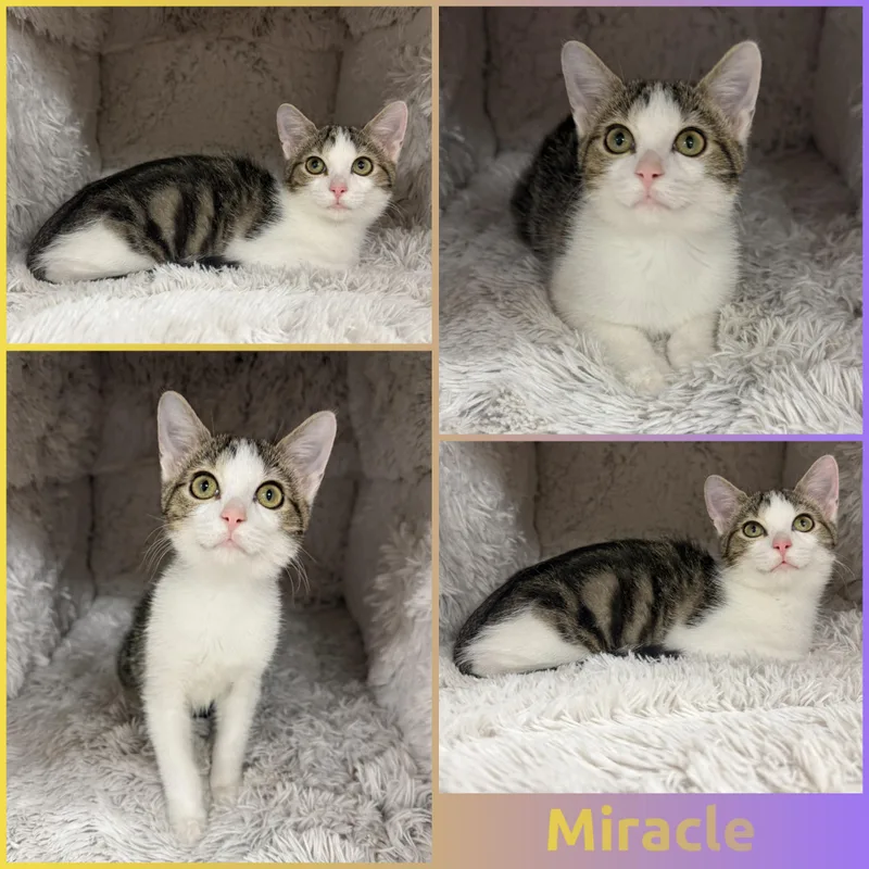 A baby small-sized female Tabby (Brown / Chocolate) Domestic Short Hair cat named Miracle for adoption in Louisville, KY