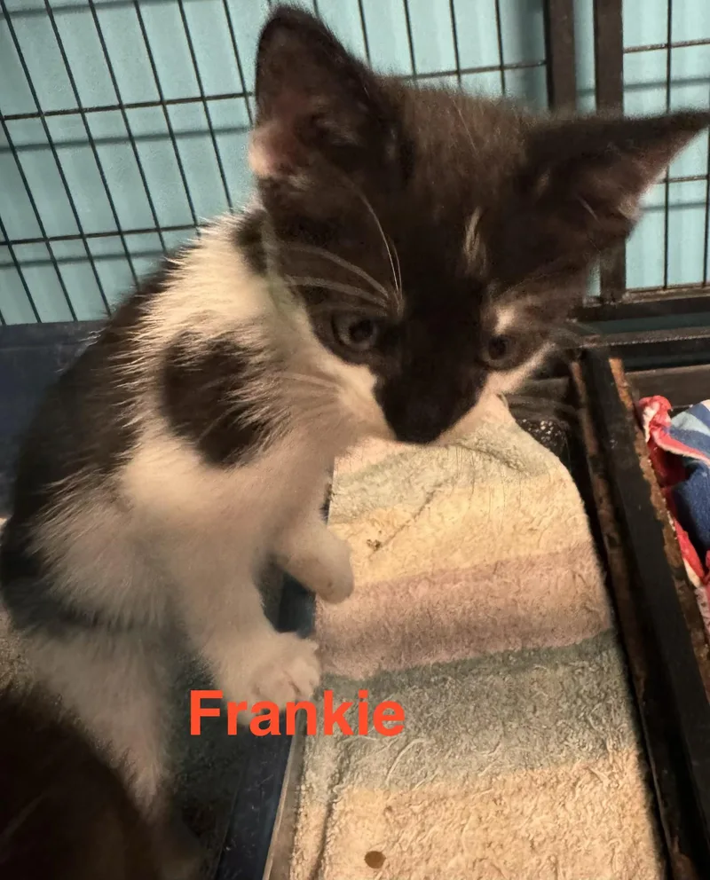 Frankie thumbnail 2