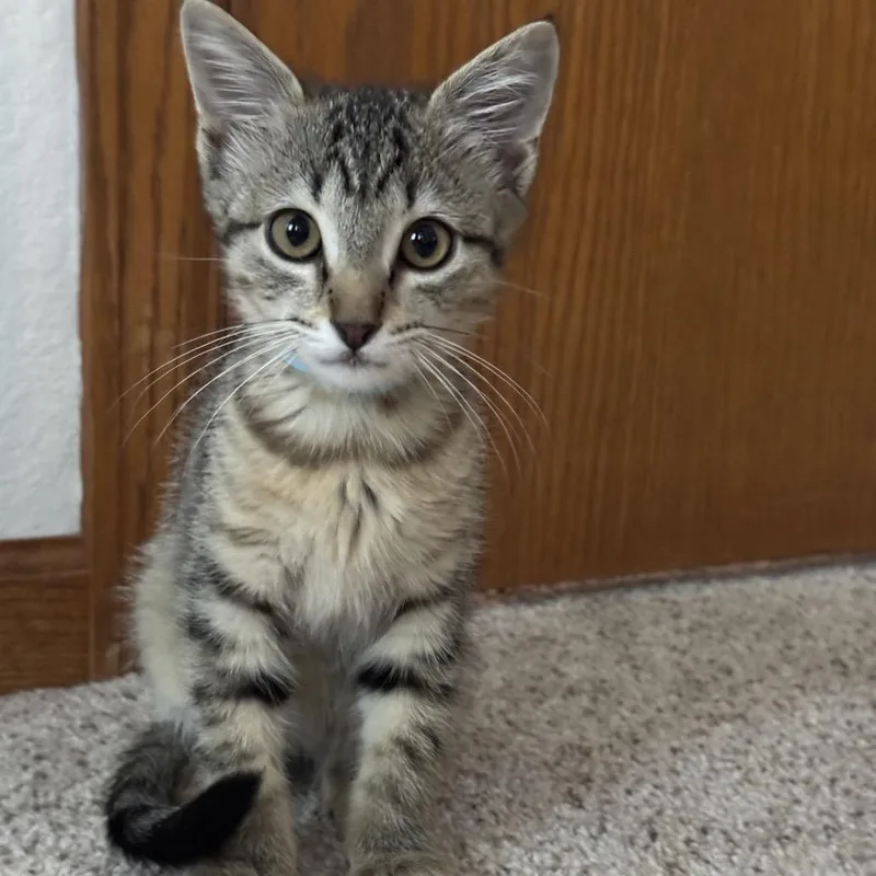 A baby small-sized female Brown / Chocolate Domestic Short Hair cat named Kiki for adoption in Fort Collins, CO
