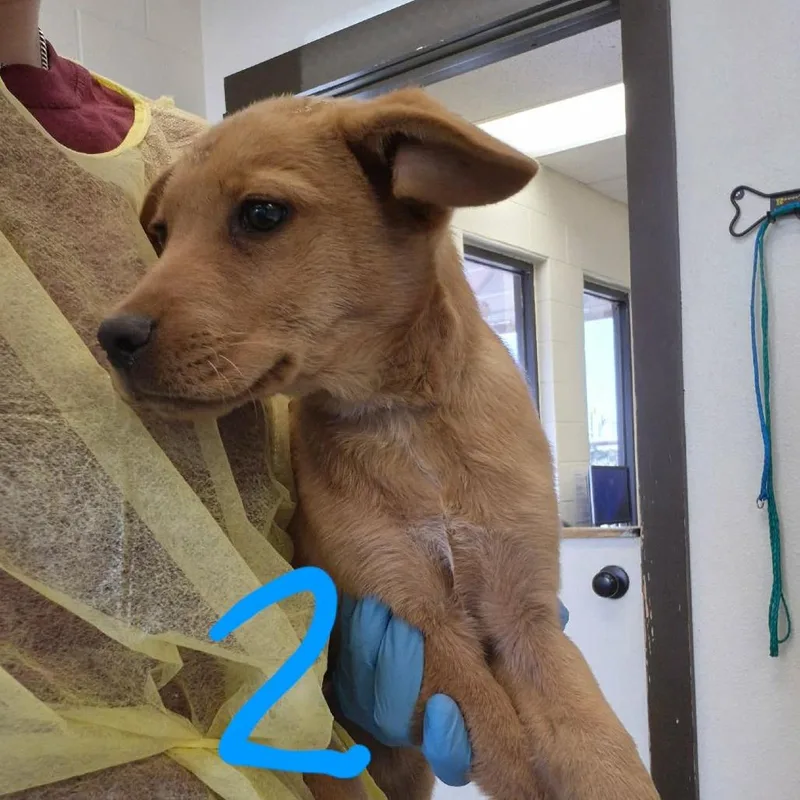 A baby medium-sized male Yellow / Tan / Blond / Fawn Mixed Breed dog named Cabo Bob for adoption in Austin, TX