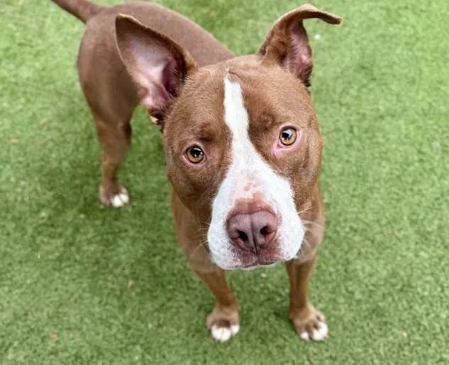 An adult large-sized male Pit Bull Terrier dog named Paco for adoption in Saint Louis, MO
