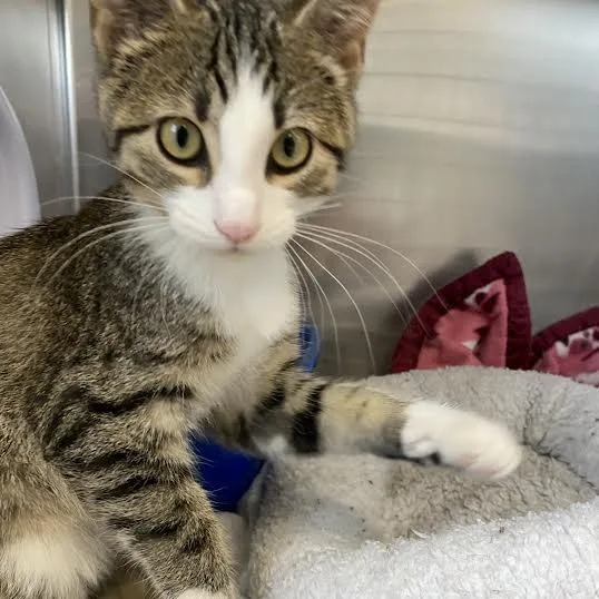 A young small-sized male Tabby (Buff / Tan / Fawn) Tabby cat named Mica for adoption in Little Falls, MN