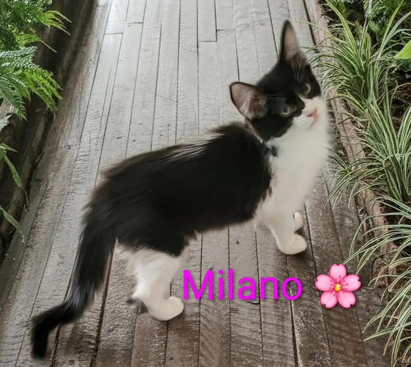 Milano