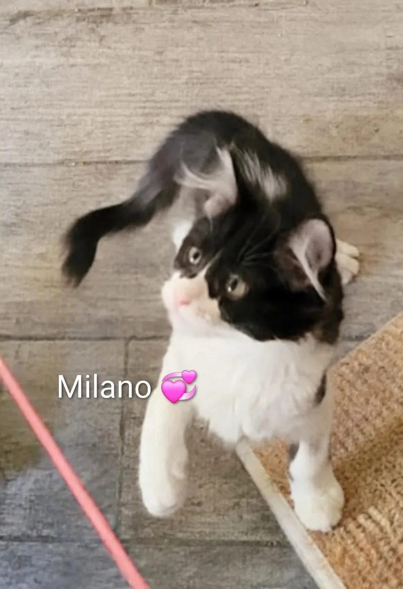 Milano thumbnail 2