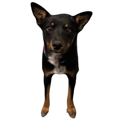 A young medium-sized female Australian Kelpie dog named Laramie for adoption in Red Bluff, CA