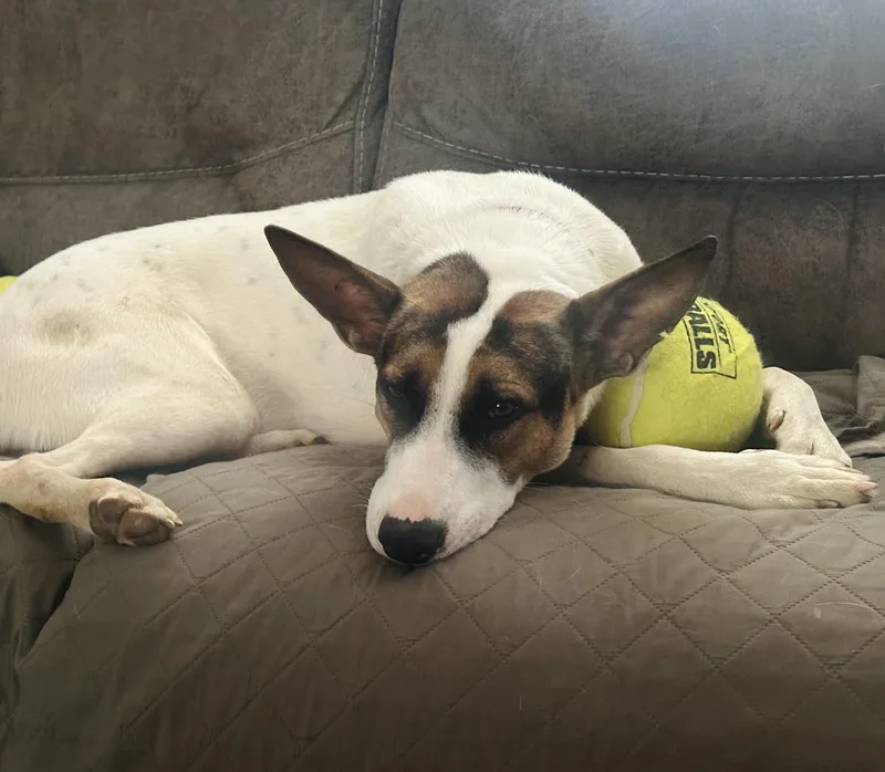 A young large-sized male White / Cream Shepherd dog named Courtesy ListingKrypto for adoption in Carthage, NC