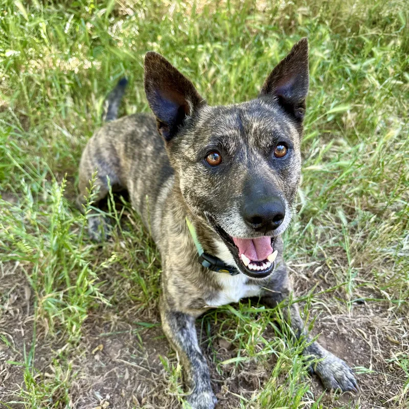 An adult medium-sized male Brindle Dachshund dog named Peanut for adoption in Sonora, CA