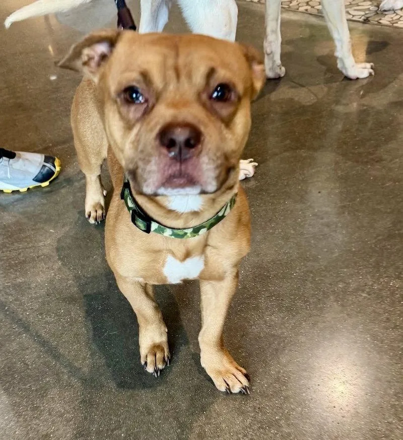 A young small-sized male Terrier dog named Leopold for adoption in Houston, TX