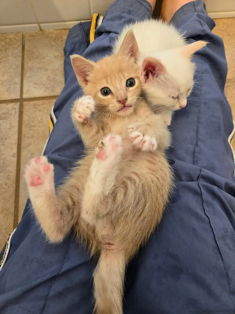 A baby medium-sized male Cream Point Domestic Short Hair cat named Murphy for adoption in Pacific Palisades, CA