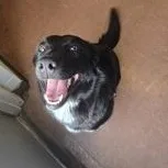 An adult medium-sized female Black Mixed Breed dog named Veronica for adoption in Rapid City, SD