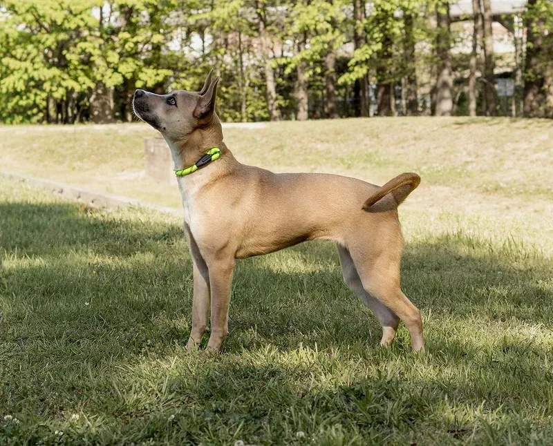 An adult medium-sized female Mixed Breed dog named Joie for adoption in Durham, NC