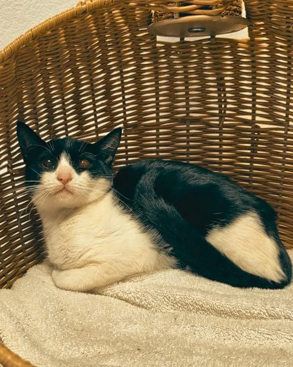 A young small-sized female Domestic Short Hair cat named Jaiden for adoption in Novato, CA